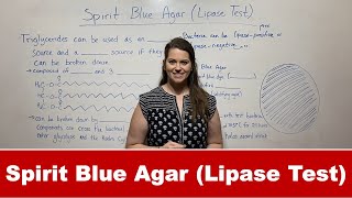 Lipase Test with Spirit Blue Agar [upl. by Aihseyt262]