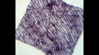 Onion cells under the microscope 40X  100X  400X [upl. by Iorgo]