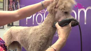 Grooming Guide  Standard Poodle Miami Trim  Pro Groomer [upl. by Ynnatirb220]