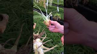 How to Separate an Air Plant Clump [upl. by Larochelle]