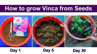 How to grow vinca or Periwinkle from seeds [upl. by Llenaj]