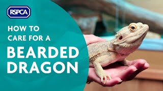 How to care for a bearded dragon [upl. by Sinclare]