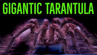 Goliath Birdeater Theraphosa blondistirmiapophysis Care amp Husbandry [upl. by Yelsnit]