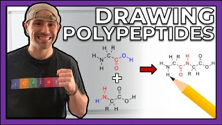 Intro to Peptides and Drawing Polypeptides [upl. by Rehpinnej228]