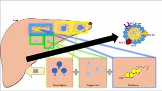 Lipid amp Lipoprotein Processing Part 2  Chylomicron Metabolism [upl. by Massingill]