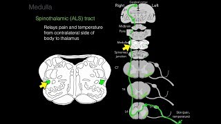 Foundational features of the brainstem [upl. by Eimilb513]