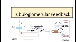 Tubuloglomerular feedback Autoregulation [upl. by Elahcar]