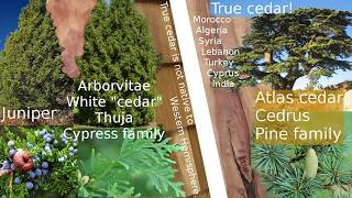 Real cedar vs juniper yes theyre different [upl. by Geof727]