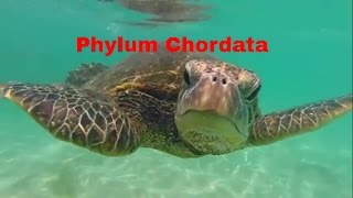 Phylum ChordataWhich animals belong [upl. by Phiona]