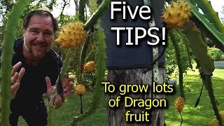 5 Tips How to grow a ton of dragon fruit [upl. by Notniv681]