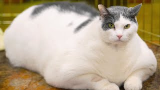 10 Unbelievable FAT Animals [upl. by Cattan]