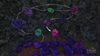 Glycolysis  HHMI BioInteractive Video [upl. by Acirderf774]