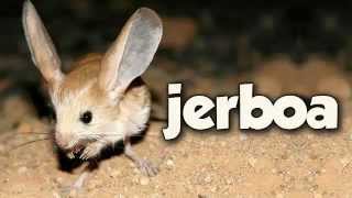 JERBOA [upl. by Harbot89]