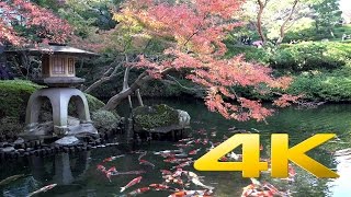 Koi Fish  鯉  4K Ultra HD [upl. by Lesde]