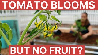 Tomato Blooms But No Fruit  Gardening 101 [upl. by Lenuahs]