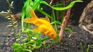 How to Clean Fish Tank Gravel  Aquarium Care [upl. by Garlaand]