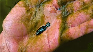 Collecting Elassoma evergladei Everglades Pygmy Sunfish ᴴᴰ [upl. by Daisy]