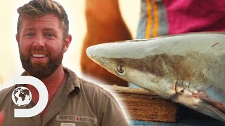 Researcher Discovers An “Extinct” Pondicherry Shark  Extinct Or Alive [upl. by Georgianna]