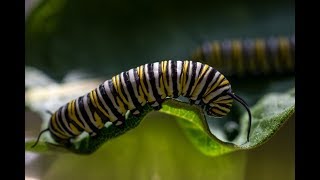 Milkweed amp the Monarch Butterfly Life Cycle [upl. by Tilney]