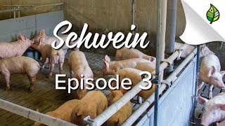 SCHWEIN 38  Die Mast vom Ferkel zum Mastschwein [upl. by Elisha]