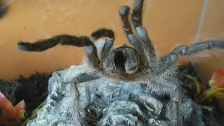 Very rare aggressive HISSING tarantula Monocentropus lambertoni Inferion7 [upl. by Roderigo]