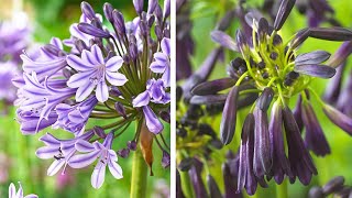 How to Plant Agapanthus Summer Garden Guide [upl. by Larimer]