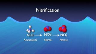 Nitrogen Removal Basics [upl. by Ynettirb]