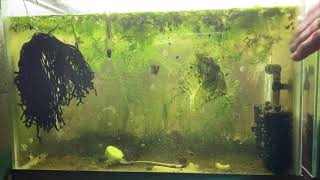 Scuds Daphnia Cherry Shrimp Copepods My aquatic food culture [upl. by Isma177]