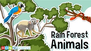 Rain Forest Animals [upl. by Caassi]