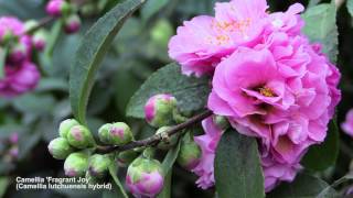 How to Flower Camellias in Containers [upl. by Nevanod]