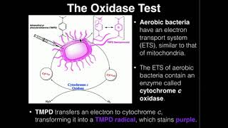 Microbiology Oxidase Test [upl. by Baryram]