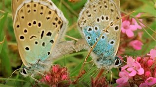 Beautiful Butterfly Moments  BBC Earth [upl. by Laerdna]