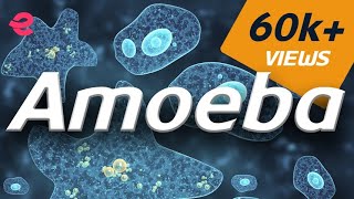 What is An Amoeba  Biology  Extraclasscom [upl. by Devitt]