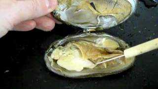 Bivalve Anatomy freshwater mussel [upl. by Tallu]