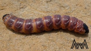 AwA Witchetty Grub Cossidae [upl. by Atiuqahs]