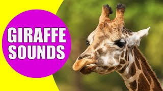 GIRAFFE SOUNDS  Learn Animals with Kiddopedia Shorts [upl. by Uke340]