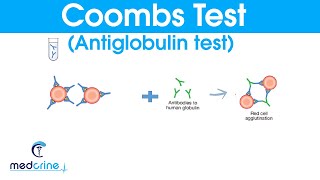 COOMBS TEST antiglobulin test made simple [upl. by Eentruoc]