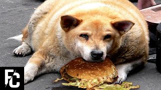 5 FATTEST DOGS in the World  Fact Central [upl. by Alym]