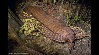 The Arthropleura [upl. by Gnilrets]