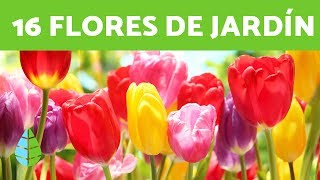 16 PLANTAS de SOL ☀️ FLORES para EXTERIORES [upl. by Ehtylb]