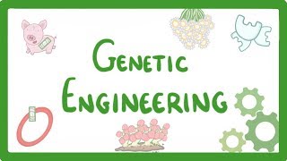 GCSE Biology  Genetic Engineering 82 [upl. by Ymorej228]