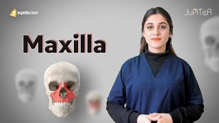 Maxilla Bone Location and Function Anatomy Lecture for Medical Students Learning [upl. by Nwahsram]