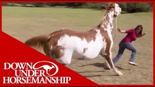 Once Bitten Twice Shy How to Train a Dangerous Dominant Horse [upl. by Trygve]