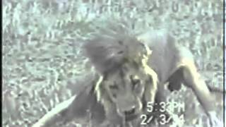 Lion with canine distemper has seizure [upl. by Janela]