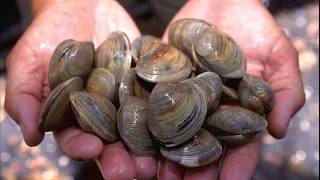 Facts Bivalves [upl. by Orual]