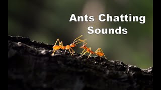 Ant Sounds  Different Ant Noises Recorded [upl. by Ydnelg779]