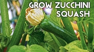 Growing Zucchini Squash  Advice Tips Harvest amp Recipe [upl. by Cheston]