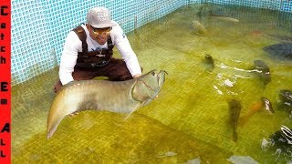 RARE AROWANA FISH is BACK in POOL [upl. by Addam]