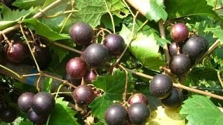 The Mighty Muscadine Grape [upl. by Cohin965]