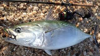 Explosive False Albacore Surfcasting  12lb Albie [upl. by Marjorie]